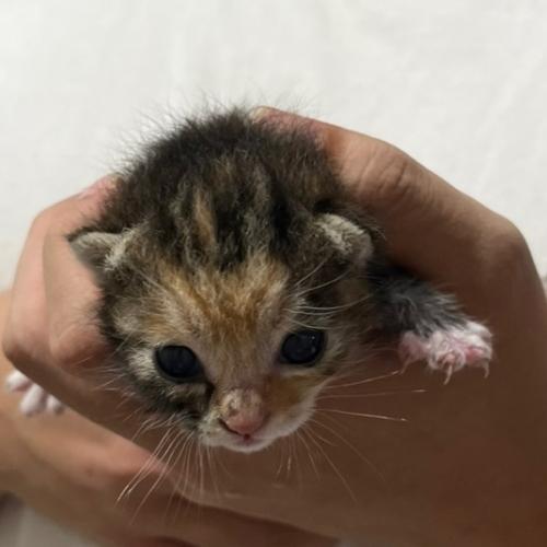 새끼고양이 제발 키워주실분 찾습니다 ㅠㅠ