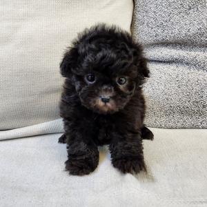 실버푸들분양 2개월령 공주님 모량 빵빵하고 애교도 넘쳐요