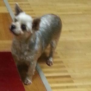 (군산)요크셔테리어 여아 강아지 찾습니다.