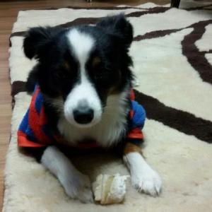 실종된 토이 세파트 (암컷 30cm 토이 세파트) 찾습니다. 100만원 사례하겠습니다.