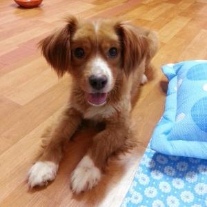 쫑이와 누렁이를 찾습니다