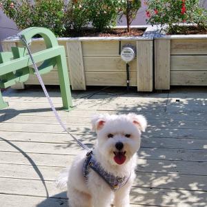 강아지   찾아습니다..