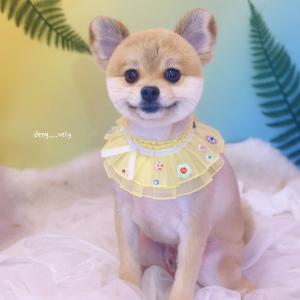 한번만봐주세요..강아지를찾아요..!!