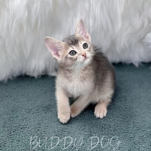 블루 아비시니안 암컷 고양이 새로운 가족 찾아요 전국 어디든 이동 분양 가능해요 추가 비용 절대 없어요