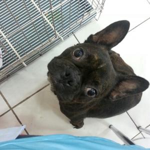 안양 동안구 호계사거리 프랜치불독을 찾습니다.