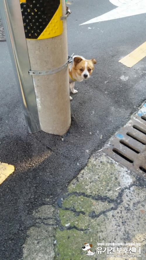 경북 포항시 떠돌아다니는 강아지를 보았습니다.