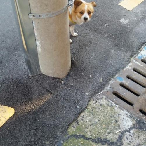경북 포항시 떠돌아다니는 강아지를 보았습니다.