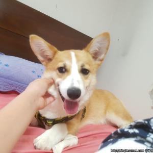 월시코기 찾아요 대소에서