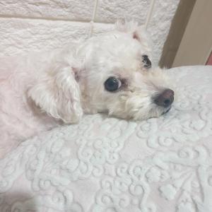 흰색 5kg 정도된 강아지를 찾습니다.