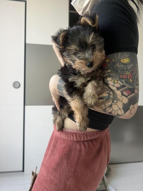 강아지보호중이에요