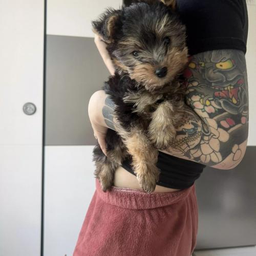 강아지보호중이에요