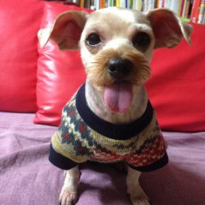 (서울/경기)요크셔 테리어, 한강난지캠핑장 분실