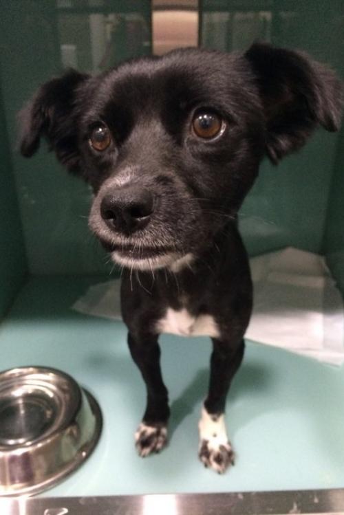 리즈의 가족이 되어주세요