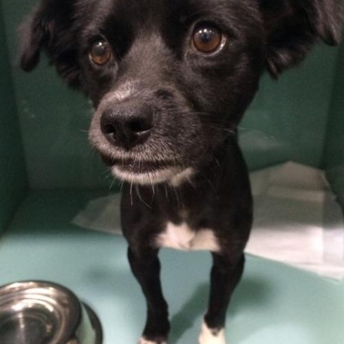 리즈의 가족이 되어주세요