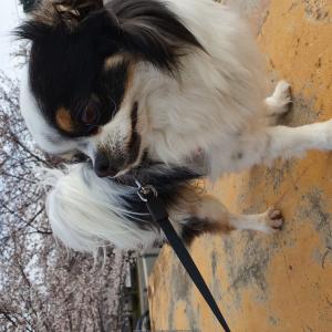 나주시 장모치와와 호두를 찾습니다