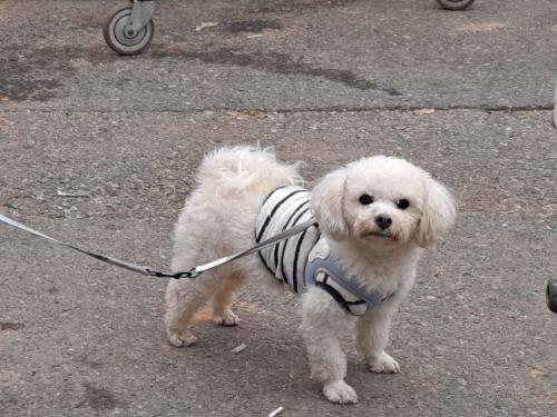 전북 김제 말티즈 하네스 목줄