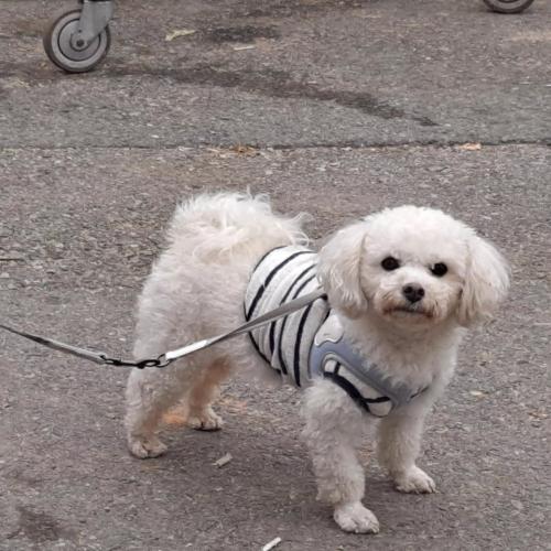 전북 김제 말티즈 하네스 목줄