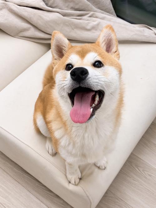 시바견 새 견주분을 찾습니다