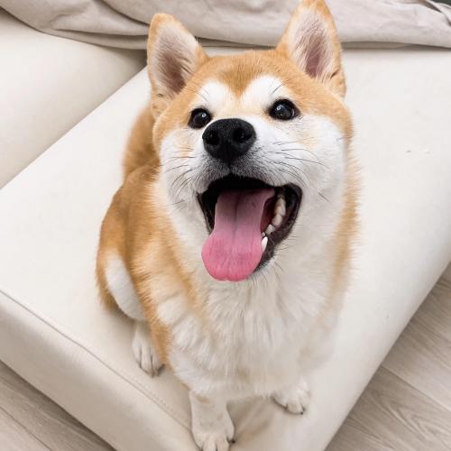 시바견 새 견주분을 찾습니다