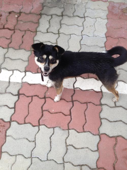 개 보호중입니다