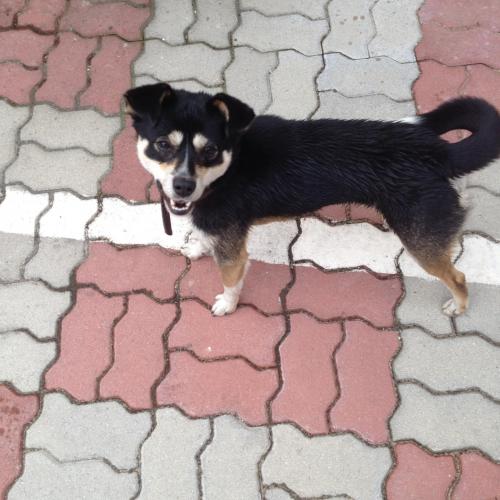 개 보호중입니다