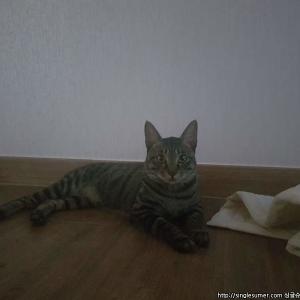 집나간 냥이 찾습니다.