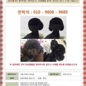 강북구 미아동에서 검정푸들을 찾습니다