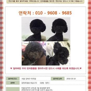 강북구 미아동에서 검정푸들을 찾습니다