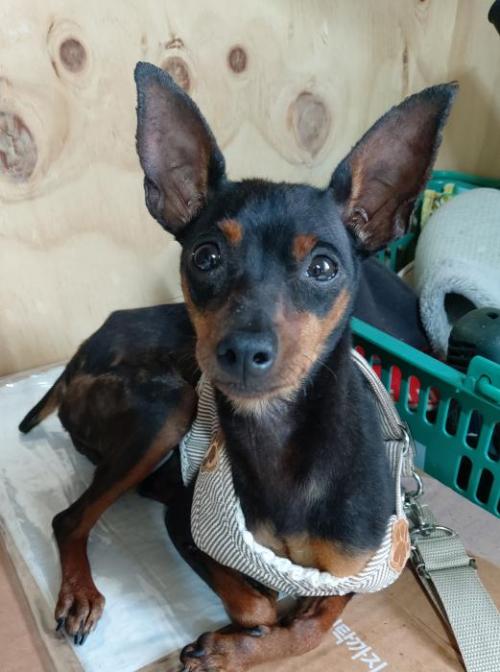 강아지 주인을 찾아요