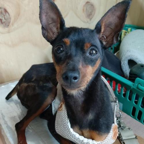 강아지 주인을 찾아요