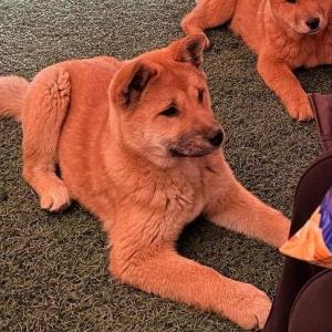 경기도 화성시 매송면 야목리에서 분실한 진도견 찾아요