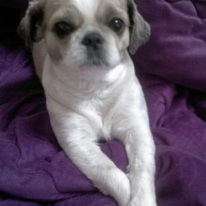 청주 안덕벌 내덕초등학교부근에서 잃어버린 강아지찾습니다