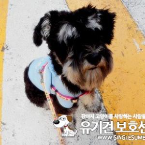 울산 슈나우져(男)찾습니다