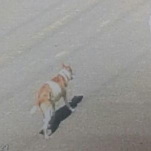 경남 장유에서 치와와 믹스견 찾습니다