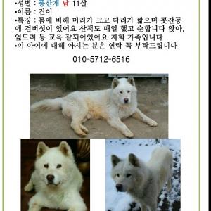 우리 건이 찾습니다!!!