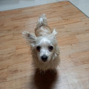 요크셔테리어 노견찾습니다.