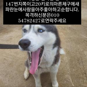 허스키를찿습니다