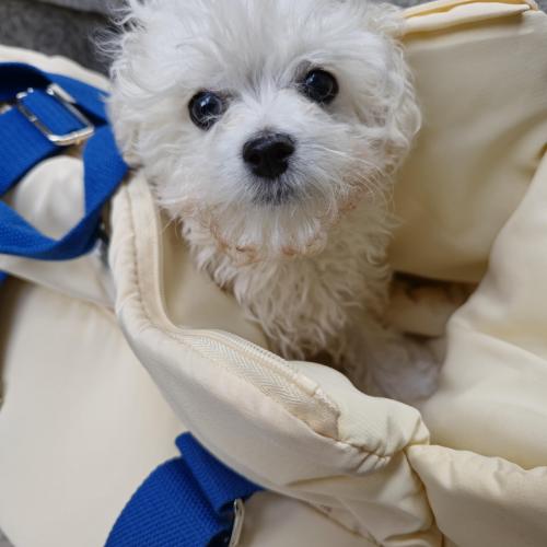 비숑프리제 남아 가족찾습니다