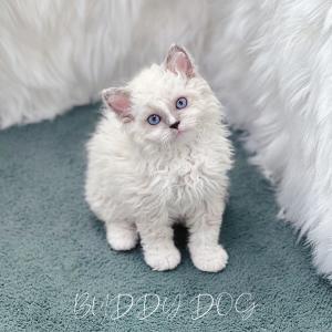 링스포인트 셀커크렉스 암컷 고양이 새로운 가족을 찾습니다 전국 이동 가능해요 추가 비용 절대 없어요