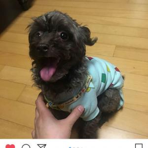 강아지를 찾습니다