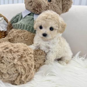 [ 20만원 ] 인기견종 푸숑 분양중입니다