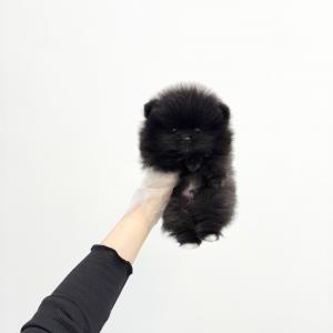 [50만] 사랑스러움과 카리스마를 겸비한 블랙포메분양 보내요