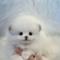 2개월령 포메라니안 40만원 분양중