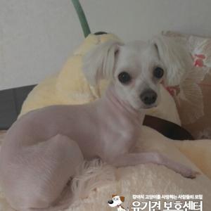 말티즈난이를찾습니다