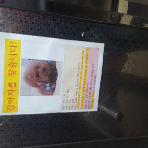 중동한라마을갈색푸들찾습니다ㅜㅜ