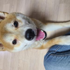 강아지 코코를 찾습니다