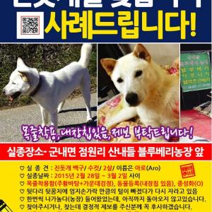 [간절히 찾습니다] 파주 군내면에서 사라졌습니다.