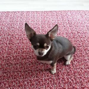 강아지를 찾습니다.