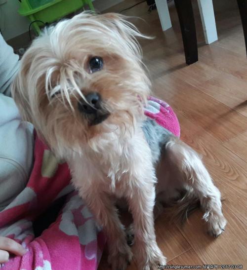 경기도 진위면 창내리 낙시터에서 2017년 3월6일 주운 수컷실크테리어 주인을 찾습니다