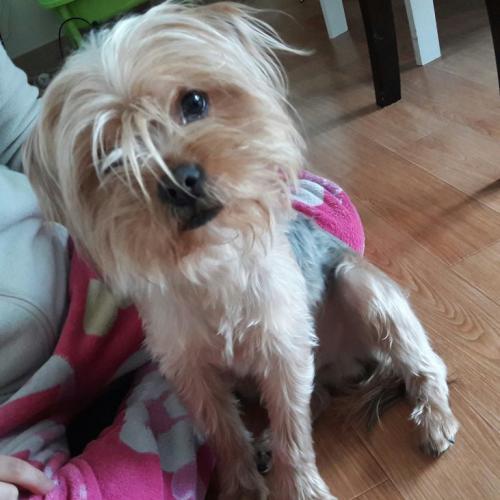 경기도 진위면 창내리 낙시터에서 2017년 3월6일 주운 수컷실크테리어 주인을 찾습니다